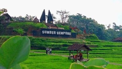Photo of Wisata Sawah Sumber Gempong