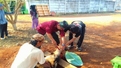Photo of Pondok Pesantren Tahfidz Al-Qur’an (PPTQ) Al-Hiro Kotabumi Lampung Utara Melaksanakan Pemotongan Hewan Aqiqah