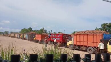 Photo of PT Teguh Wibawa Bhakti Persada Kembali Beroperasi, Petani Senang namun Supir Singkong Keluhkan Permainan “Jasa Antrian”